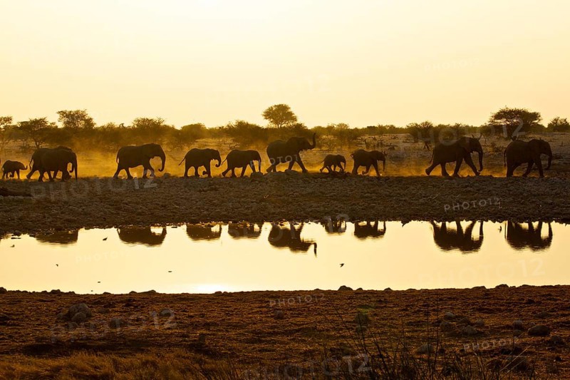 African elephants