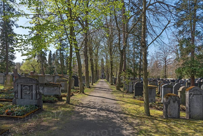 Linden trees