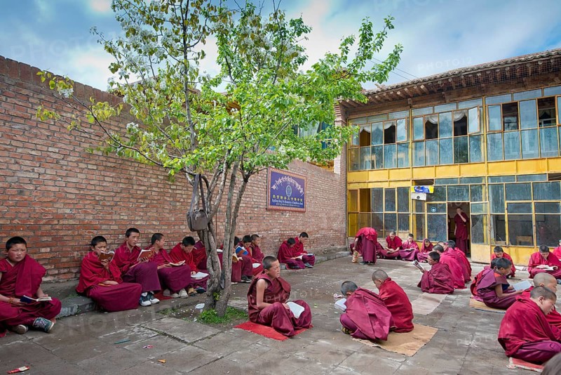Young Tibetan novices in red monk robes reading religious texts