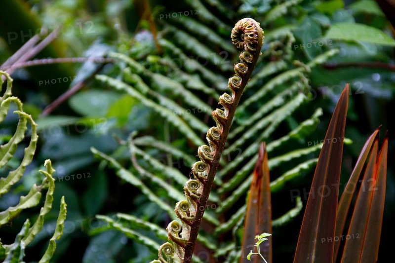 Fern
