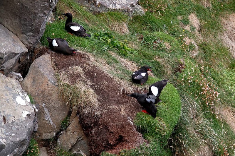 Black guillemot