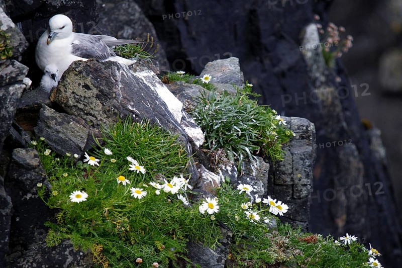Northern fulmar