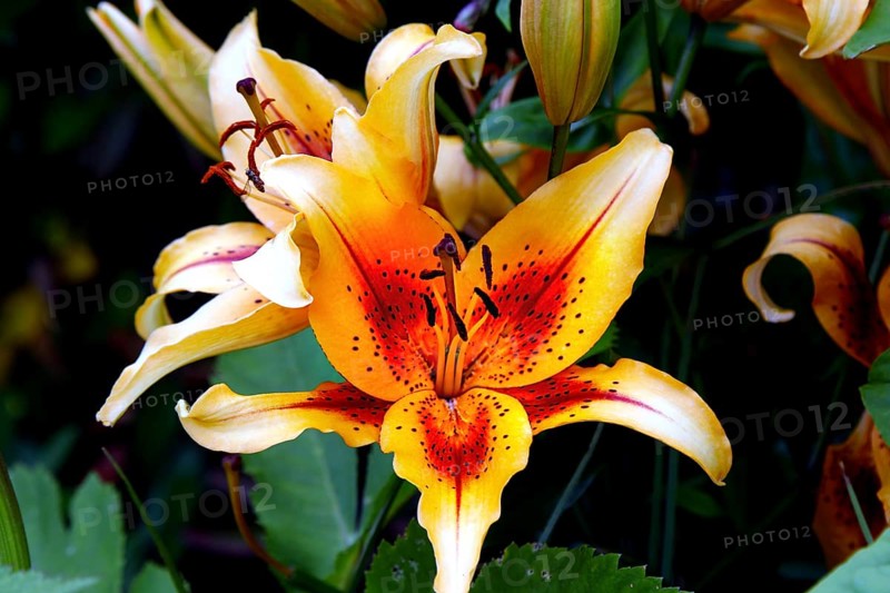 Lily
