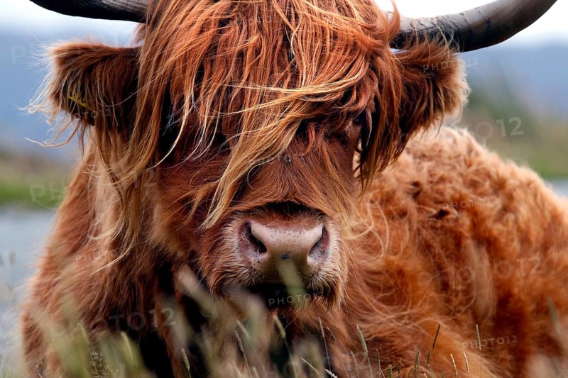 Scottish Highland Cattle