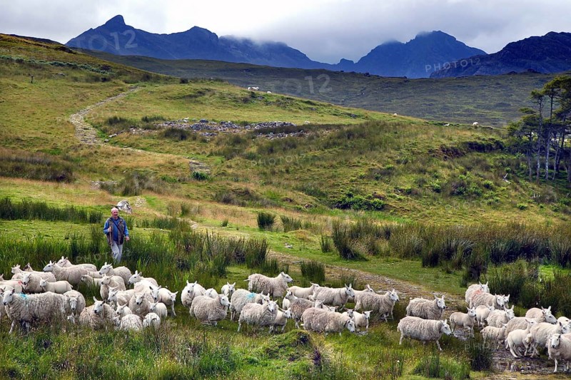 Flock of sheep