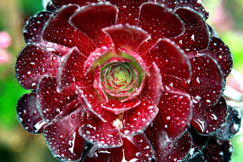 Aeonium