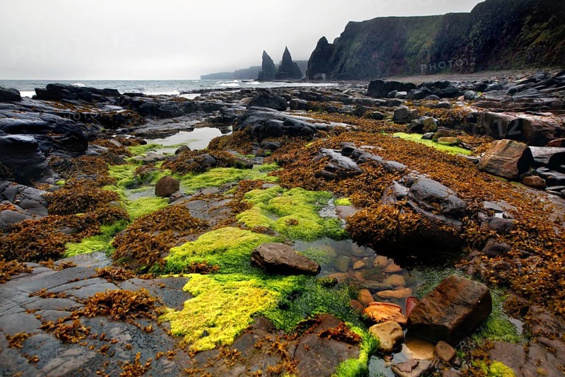 Coast at low tide