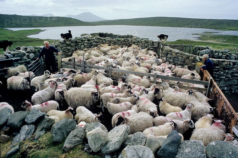 Sheep in fence