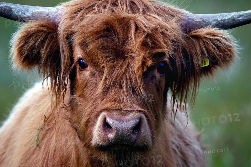 Scottish Highland Cattle