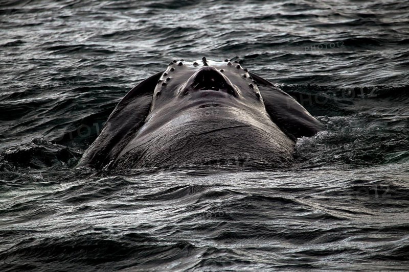 Whale watching tour