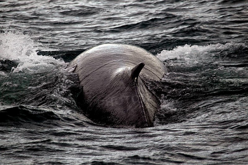 Whale watching tour