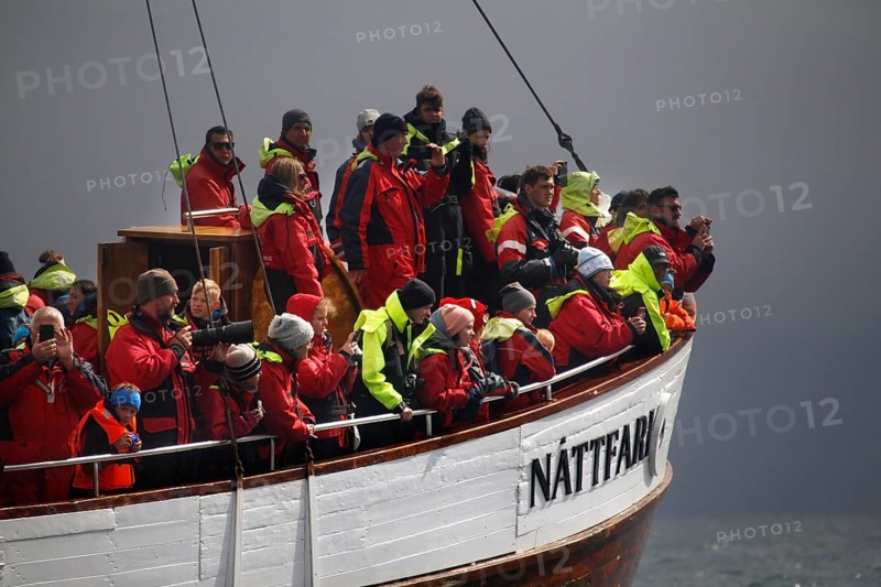Whale watching tour