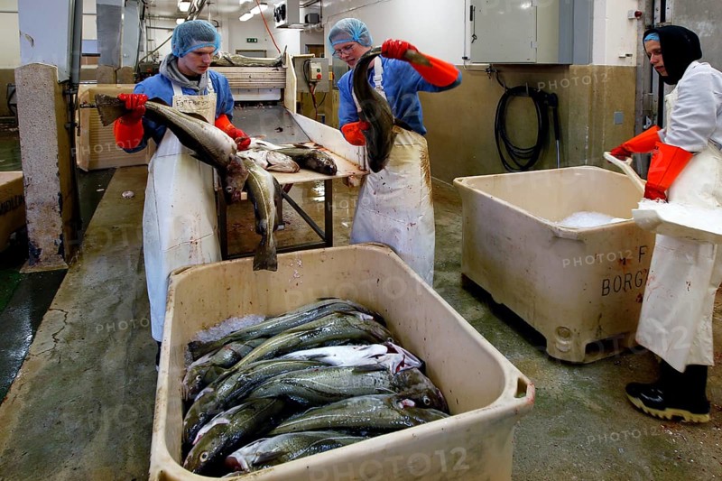 Factory workers processing fish