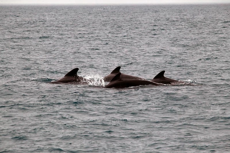 Whale watching tour