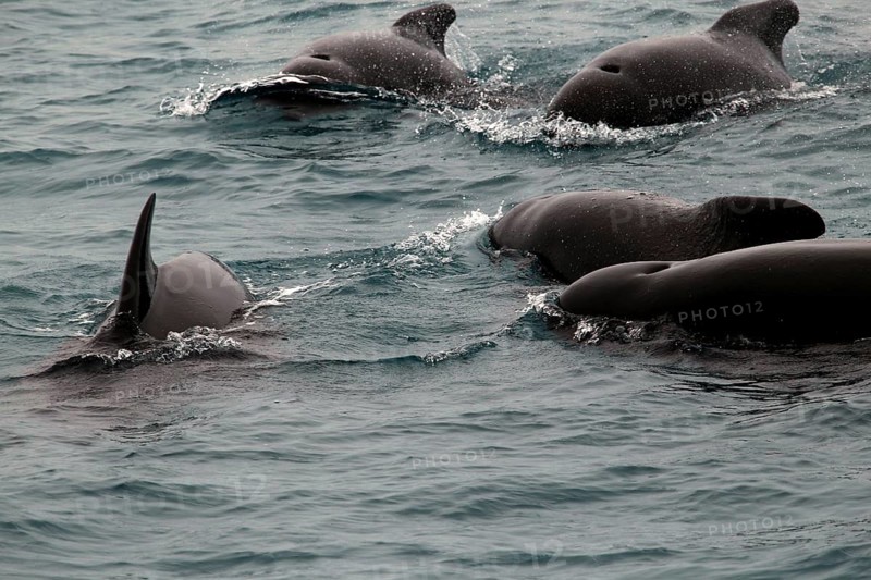 Whale watching tour