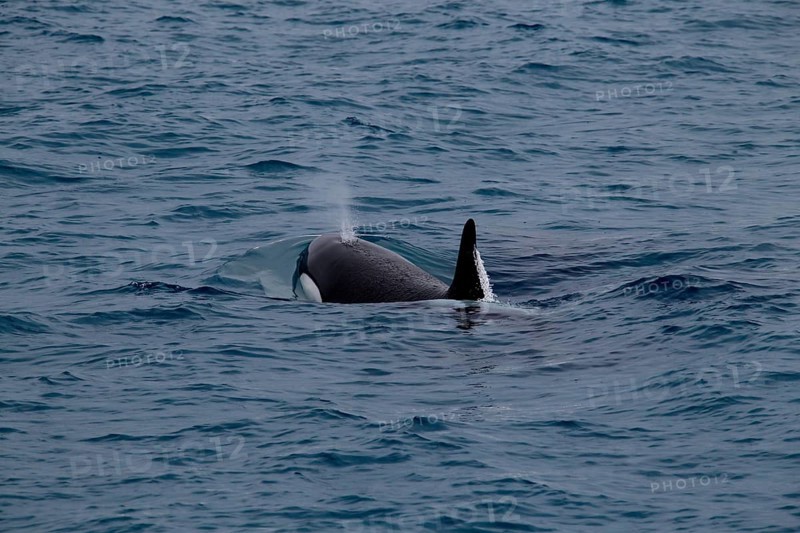 Whale watching tour