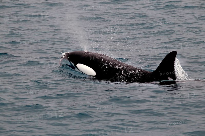 Whale watching tour