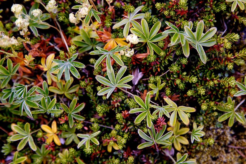 Flora
