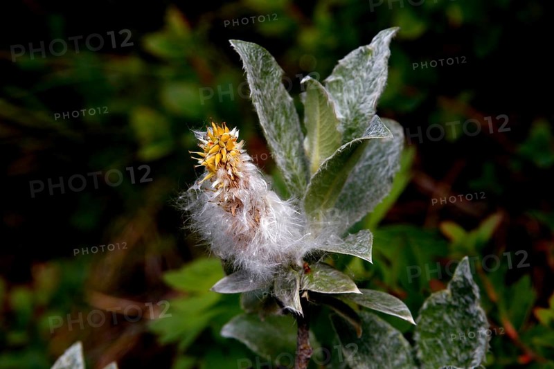 Wool willow