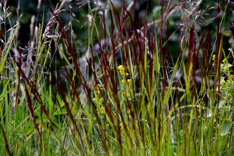 Flora