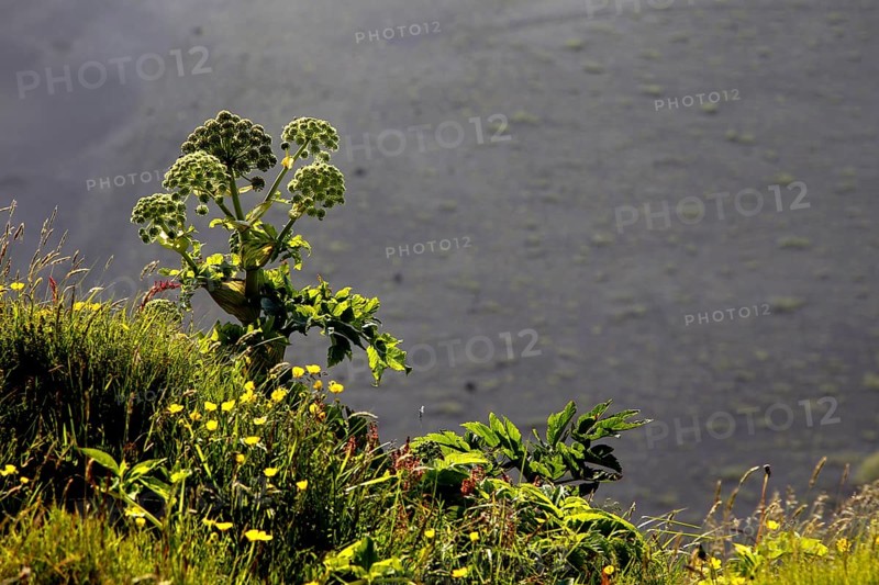 Norwegian angelica