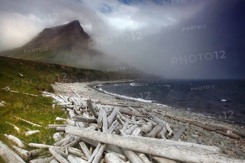Driftwood