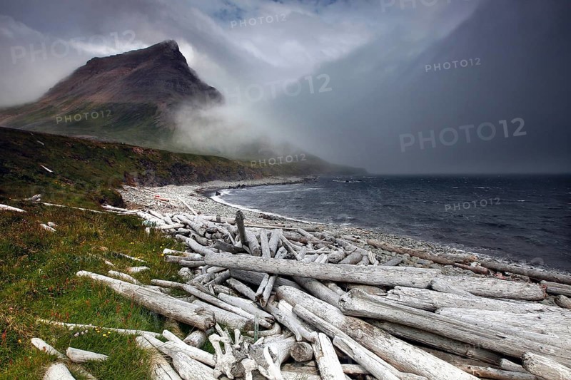 Driftwood