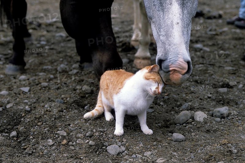 Icelandic horses