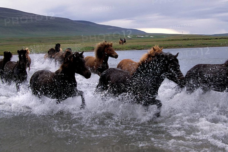 Icelandic horses