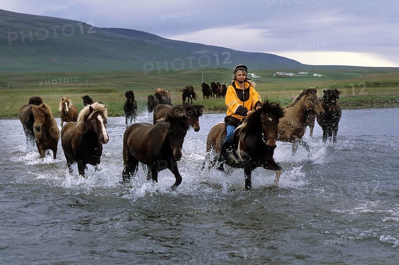 Icelandic horses