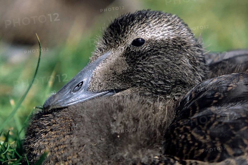 Common eider
