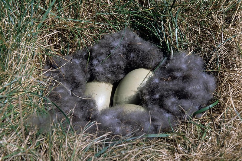 Common eiders