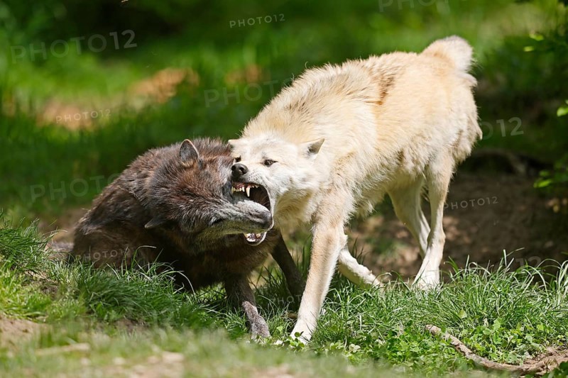 Timberwolf