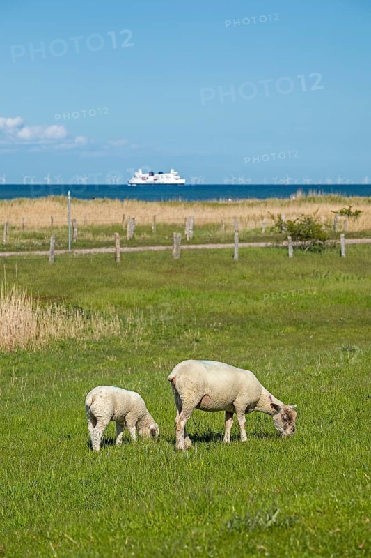 Ewe and lamb on the dike
