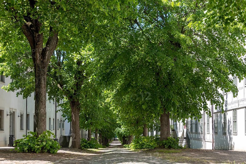 Francke Foundations