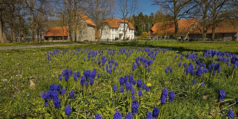 Grape hyacinths