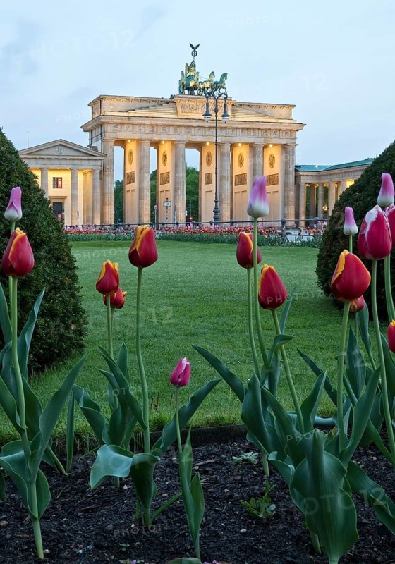 Illuminated Brandenburg Gate with tulips and Pariser Platz in the early morning