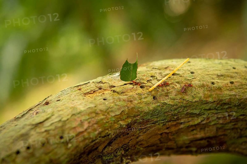 Leaf-cutter ants