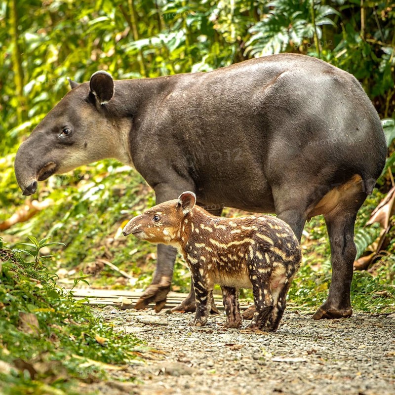 Tapir