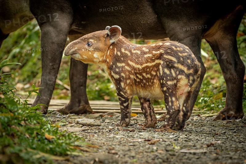 Tapir Baby