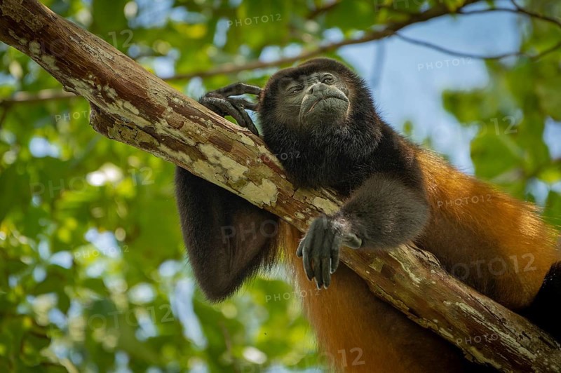 Howler Monkey