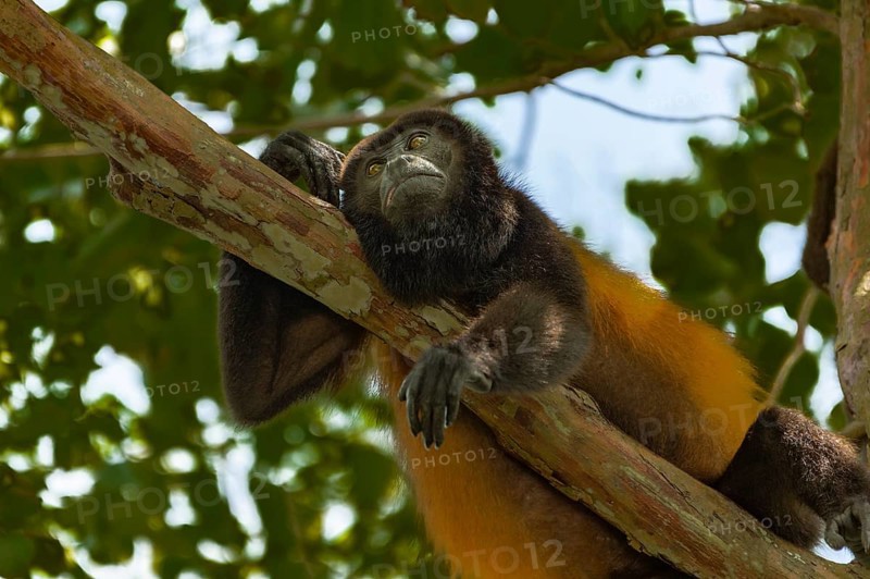 Howler Monkey