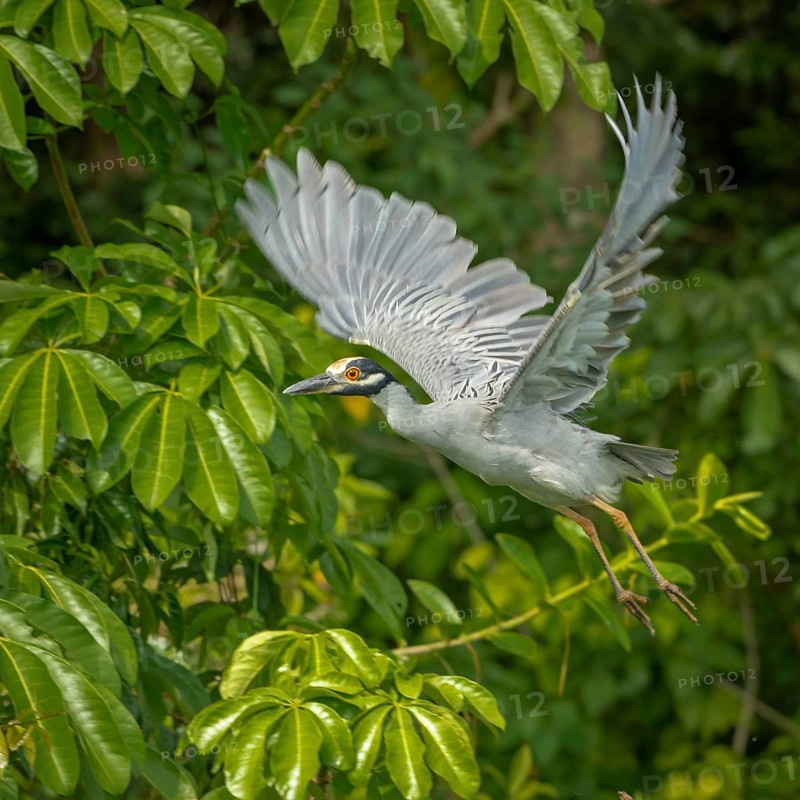 Yellow-crowned night heron