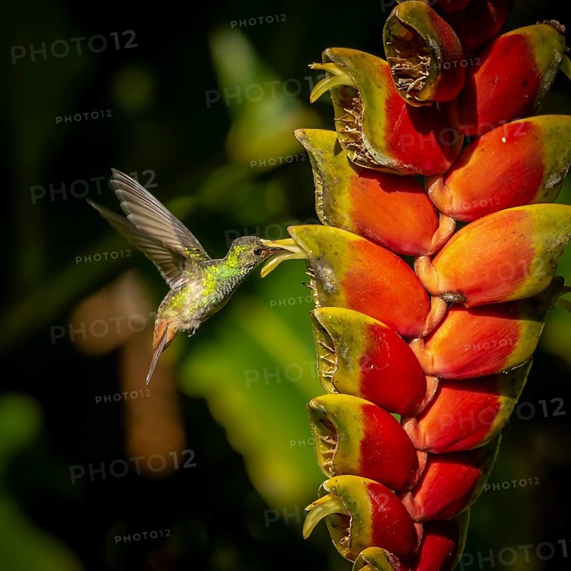 Brown-tailed amazillia