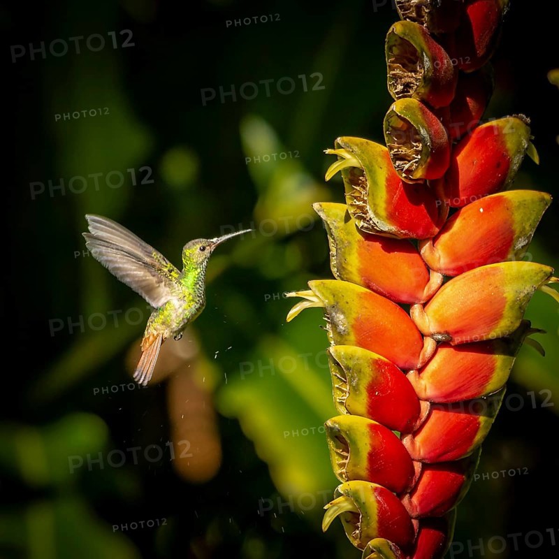 Brown-tailed Amazon