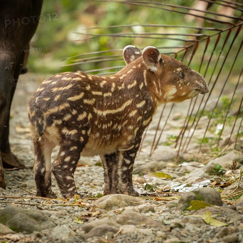 Tapir Baby