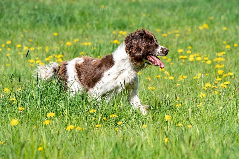 Hunting dog