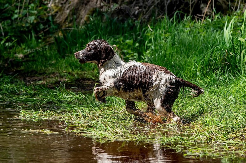 Hunting dog