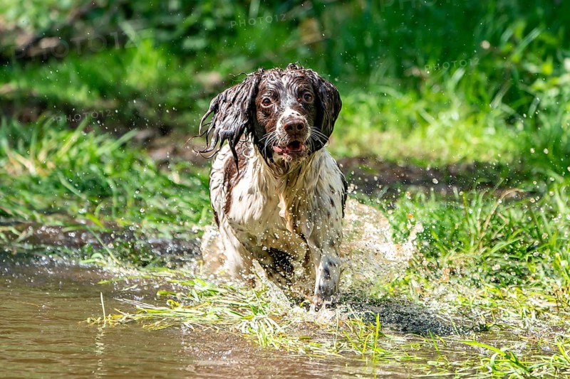 Hunting dog