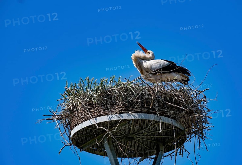 White stork (Ciconia ciconia) in a stork nest in the 'stork village' Wahrenberg